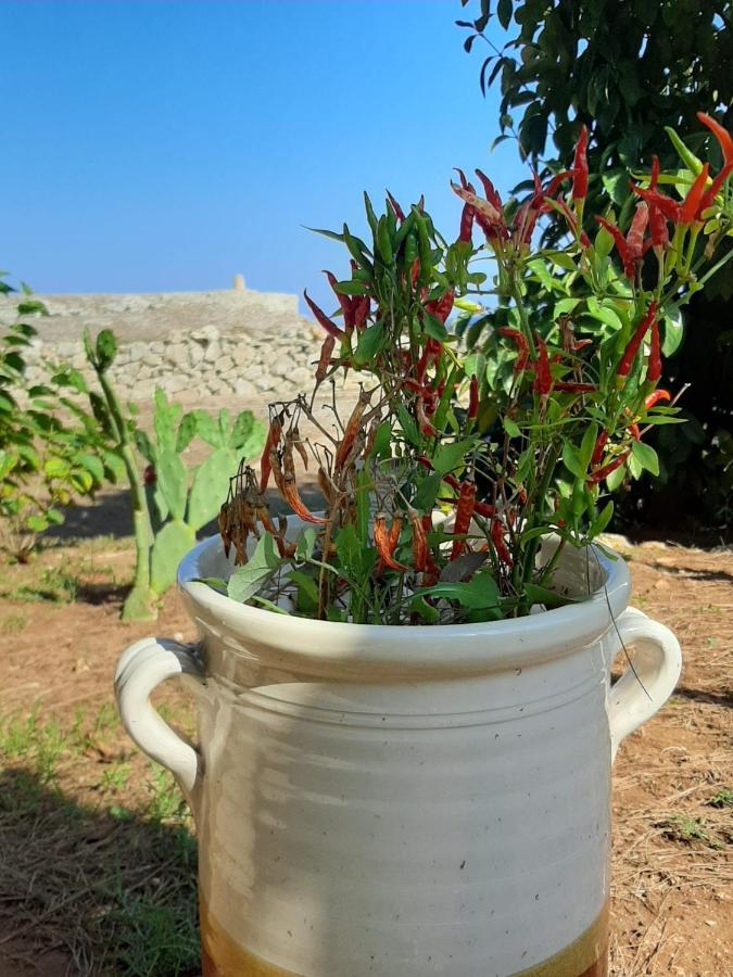 Tenuta L'Alba Di Monte Matino أوترانتو المظهر الخارجي الصورة